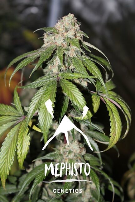 Samsquanch OG Auto Feminised Seeds-MEPH-SAMSOG-AUTO-FEM