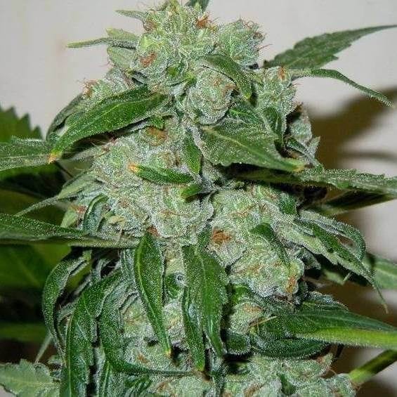 Chronic Ryder Auto Feminised Seeds-DRCH-CHRON-AUTO-FEM