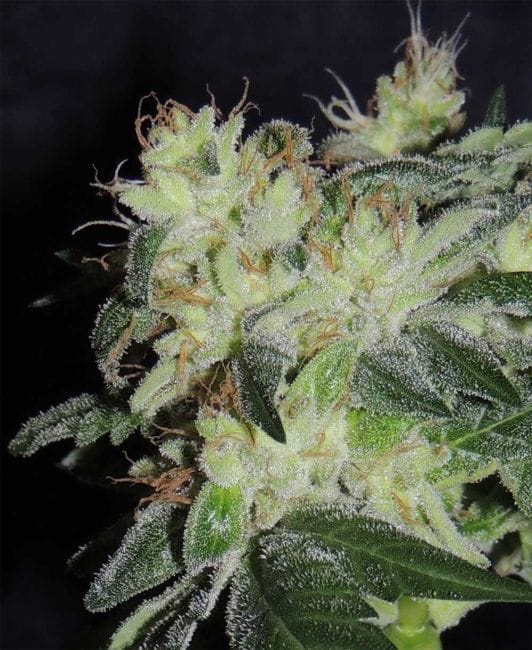 White Snake Regular Seeds - 12-KARMA-WHTSNK-REG-12