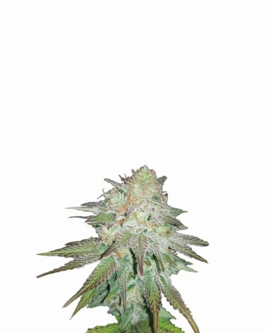 Raspberry Cough Auto Feminised Seeds - 5-NV-RC-AUTO