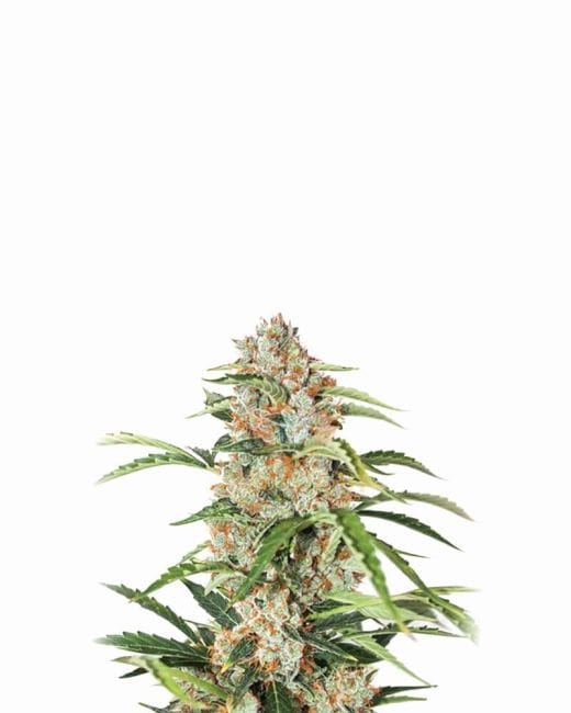 Orange Bud Auto Feminised Seeds - 5-NV-OB-AUTO