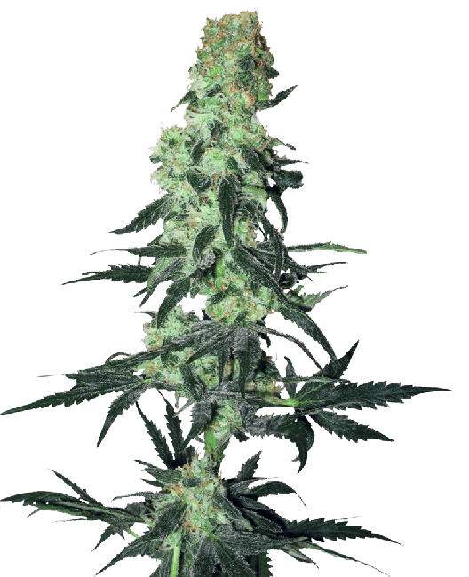 Amnesia White Regular Seeds - 10-WHITE-AMNWH-REG-10