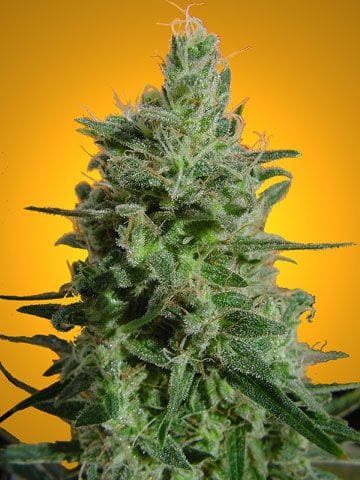 Delahaze Feminised Seeds-delahaze