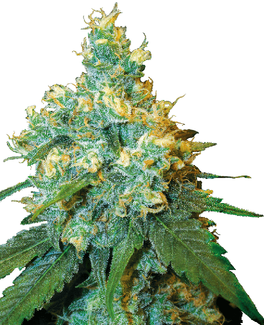 White Label Jack Herer Regular Seeds - 10-WHITE-WLJH-REG-10