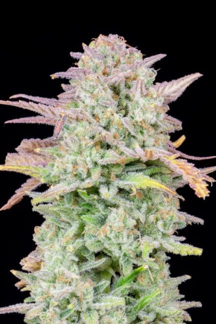 Original Trainwreck Auto Feminised Seeds-FB-TRAIN-AUTO-FEM
