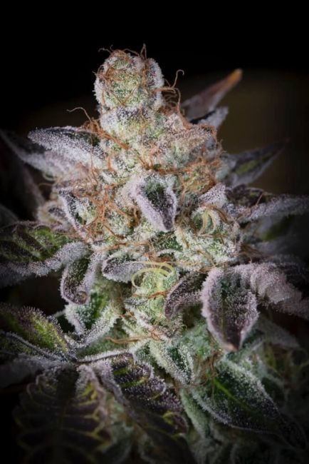 Sweetopia Feminised Seeds-PARA-SWEETO-FEM