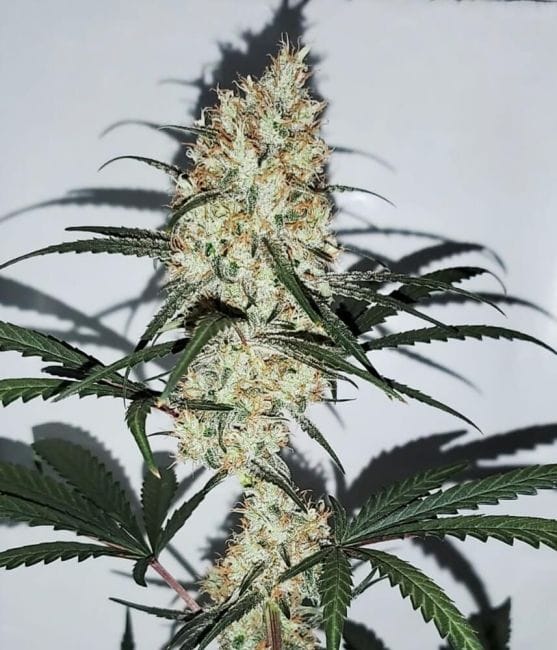 Grape Amnesia Feminised Seeds-FMLGRAMN