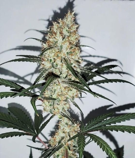 Grape Amnesia Feminised Seeds-FMLGRAMN