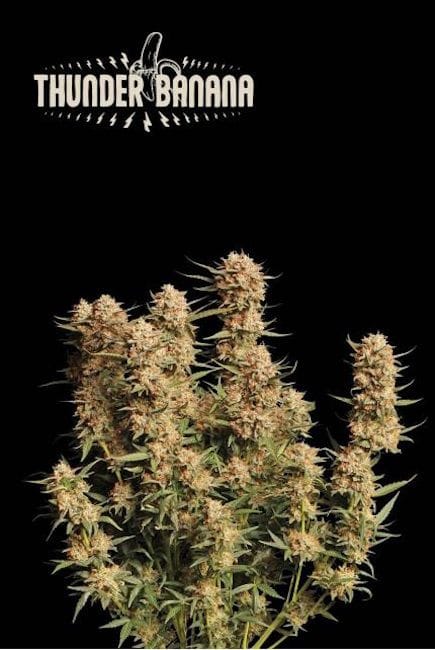 Thunder Banana Auto Feminised Seeds-SEST-THBA-AUTO-FEM