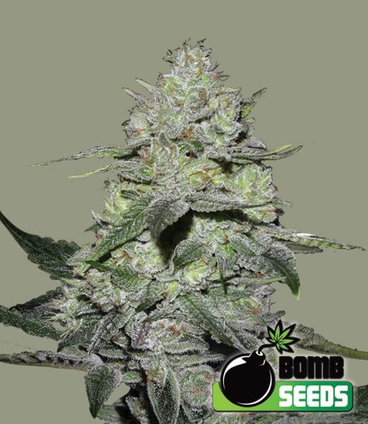 Gorilla Bomb Feminised Seeds-BOMB-GORIL-FEM