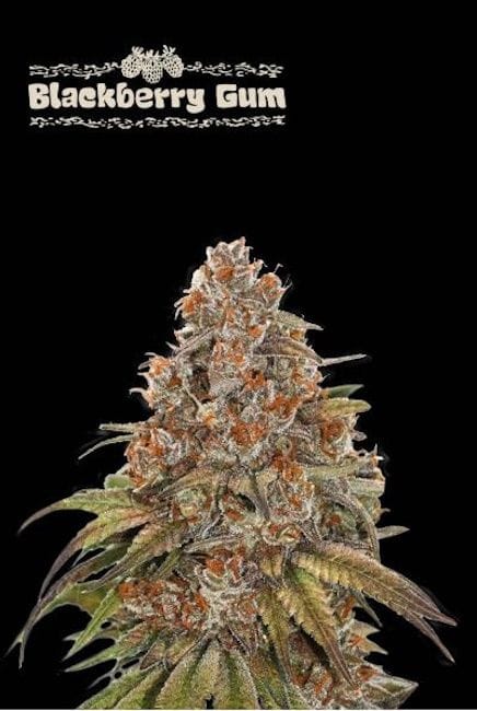 Blackberry Gum Auto Feminised Seeds-SEST-BLGU-AUTO-FEM