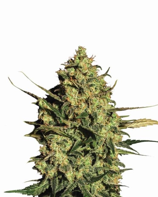 Master Kush Auto Feminised Seeds - 5-NV-MK-AUTO