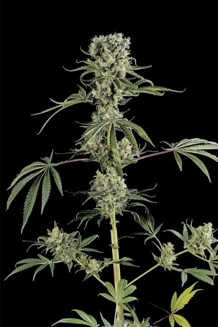 Moby Dick #2 Feminised Seeds-DINA-MOBY-DICK-2-FEM
