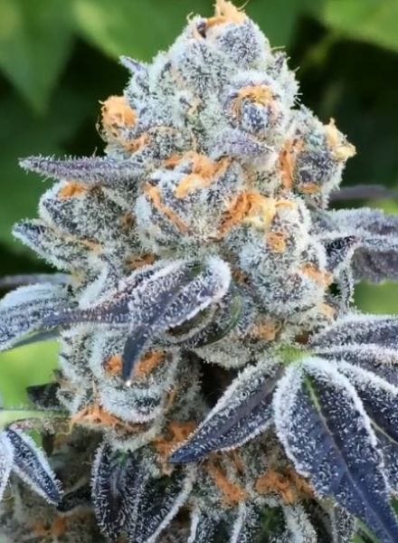 Death Scout Regular Seeds - 12-BCBD-DSCT-REG-12