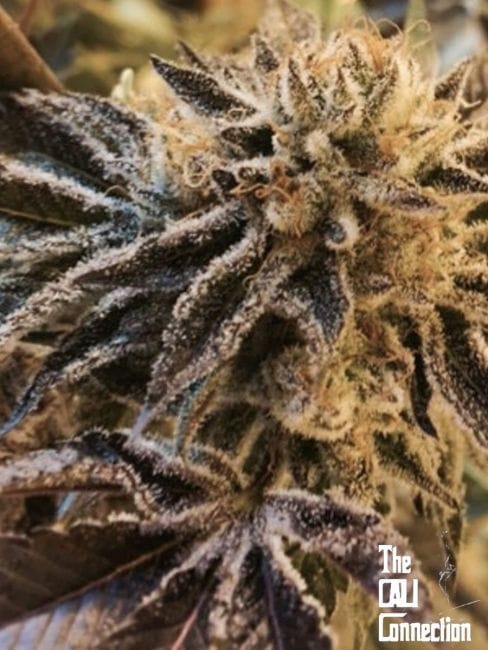 Corleone Kush Regular Seeds-CC-CORKU-REG-10