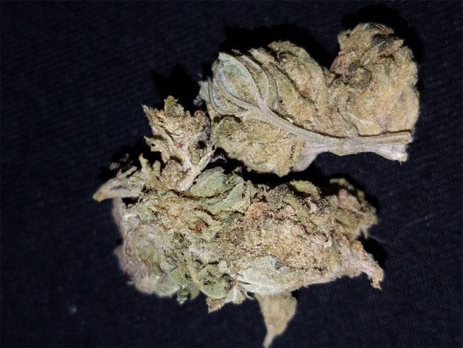 Jack the Ripper Feminised Seeds - 5-TGA-JTR-FEM-5