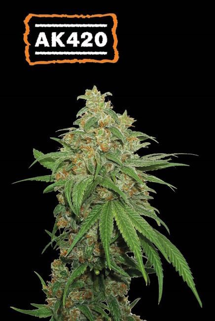 AK420 Auto Feminised Seeds-SEST-AK420-AUTO-FEM