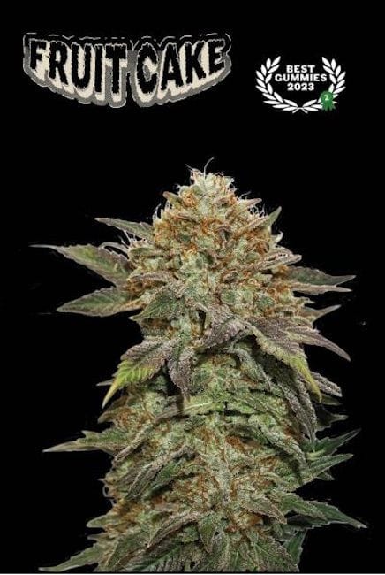 Fruit Cake Feminised Seeds-SEST-FRCA-FEM