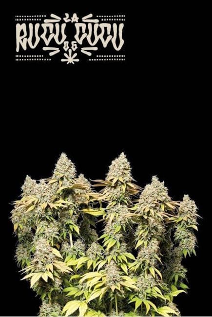 Rucu Cucu OG Auto Feminised Seeds-SEST-RUCU-AUTO-FEM