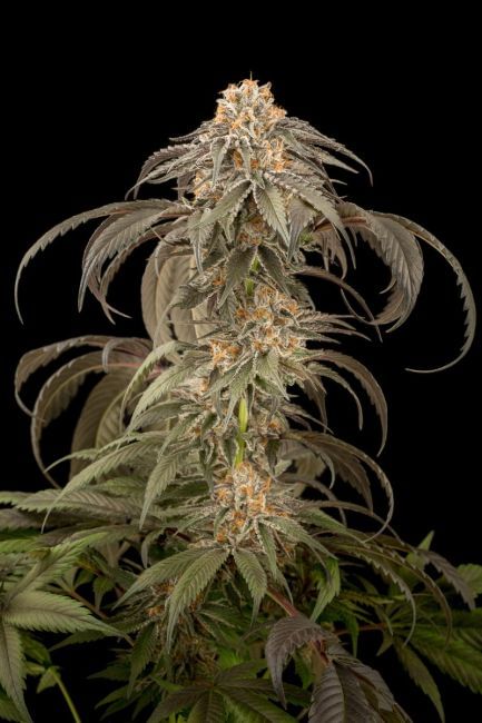 Purple Afghan Kush Feminised Seeds-DINA-PURPLE-AFGHAN-KUSH-FEM