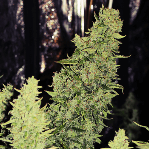 Niagara Auto Feminised Seeds-DRCH-NIAG-AUTO-FEM