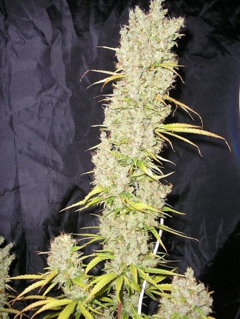 Zamalmystik Regular Seeds - 10-TROP-ZMLMSTK-REG-10