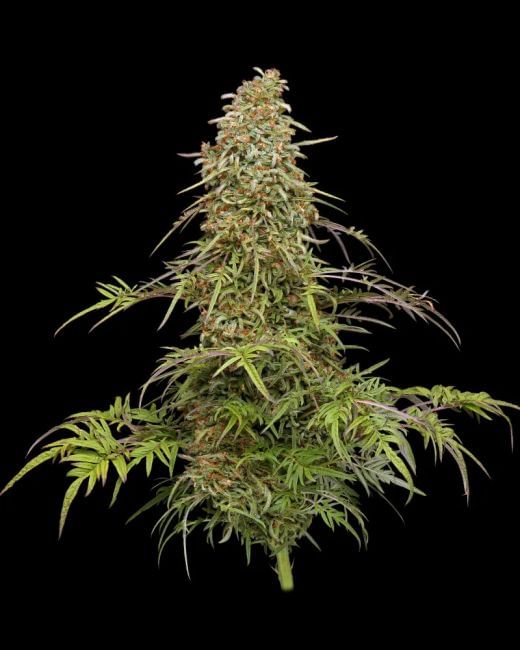 Supafreak Regular Seeds - 10-HUMB-SPF-10-R