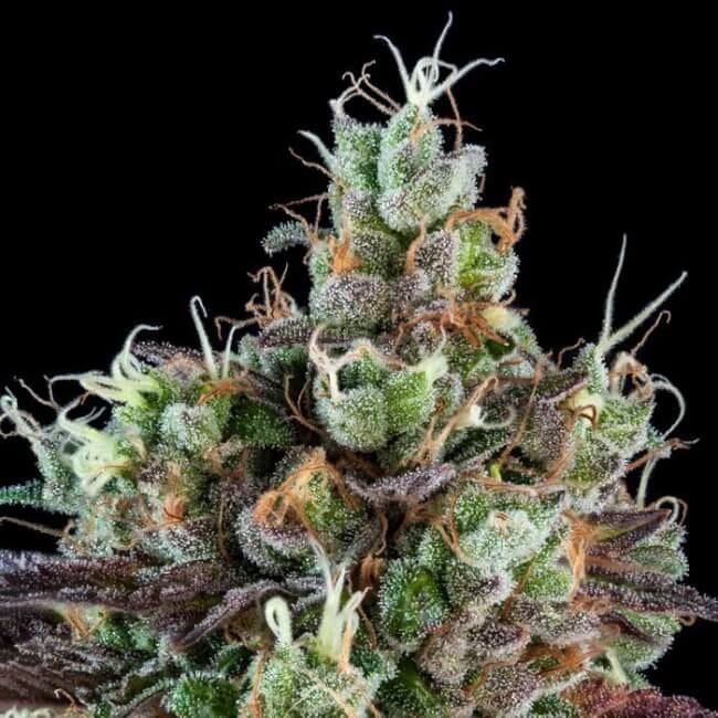 Sour Ripper Auto Feminized Seeds-RIPP-SR-AUTO-FEM