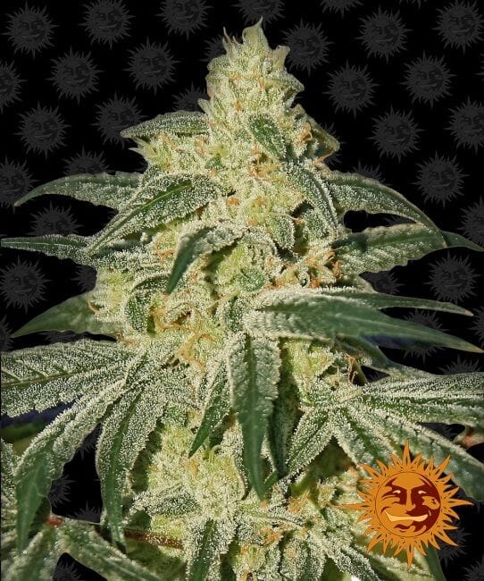 Afghan Hash Plant Regular Seeds - 10-BFSAHP-REG-10