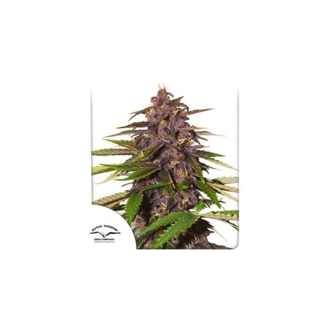 Forbidden Cherry Auto Feminised Seeds-forbidden-cherry-auto-fem-dutch-passion