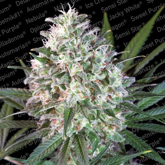 Space Cookies Feminised Seeds-PARA-spacecookies