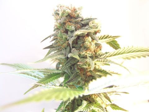 White Skunk Feminised Seeds-SDSM-WS-FEM