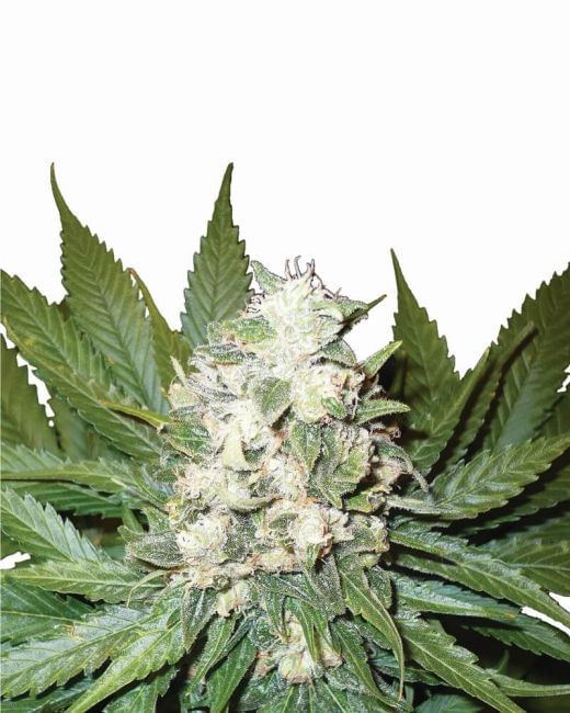 Wonder Woman Auto Feminised Seeds - 5-NV-WONDER-AUTO