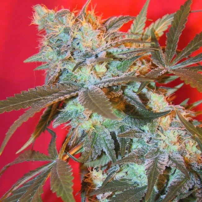 ICED Widow Feminised Seeds-FMLIWW