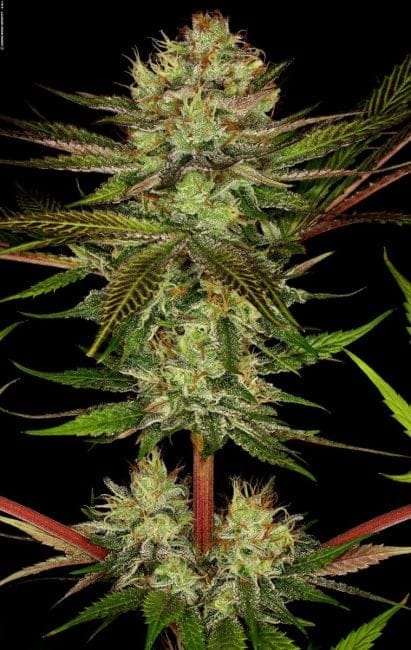 Chocolate Wafflez Feminised Seeds-PARA-CHW-FEM