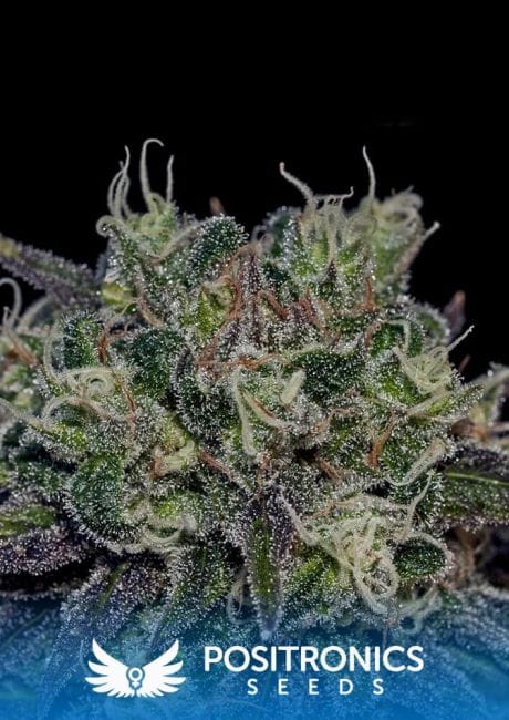 Black Widow Feminised Seeds-BLKWDW-FEM
