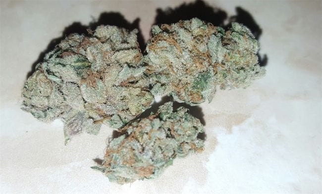 Jack the Ripper Feminised Seeds - 5-TGA-JTR-FEM-5