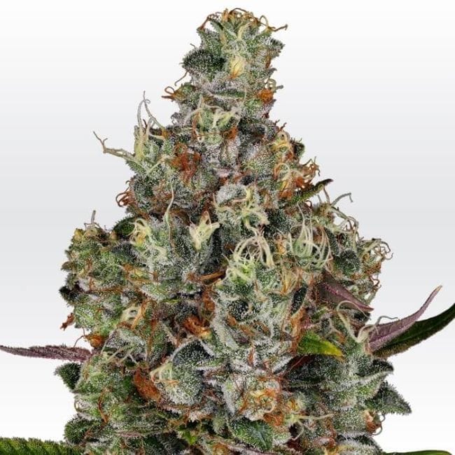 Rainbow Road Feminised Seeds-PARA-RBRD-FEM