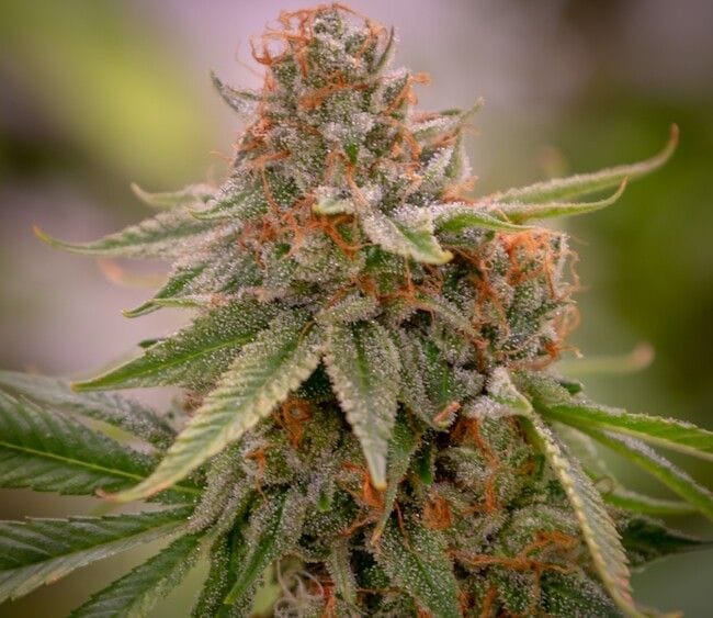 Babylon Buster Regular Seeds - 11-BODH-BABYB-REG-11