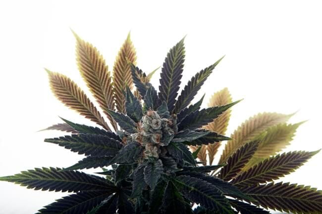 Banana Grape Soda Auto Feminised Seeds-MOSCA-BGS-AUTO-FEM