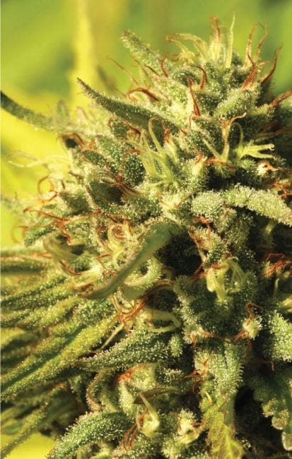 Jack Herer Regular Seeds - 10-HUMB-JHR-10-R