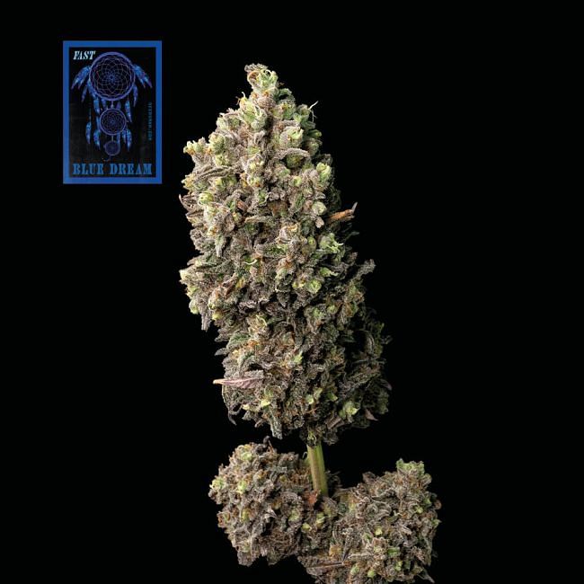 Blue Dream Fast Feminised Seeds Seedsman since 2002