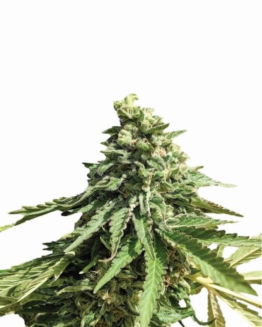 Wonder Woman Regular Seeds - 10-NV-WONDER-REG