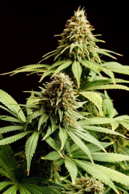 Hellfire OG Feminised Seeds-KBHOG