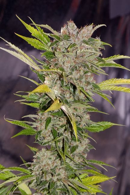 X-Dog Regular Seeds-ALPXD