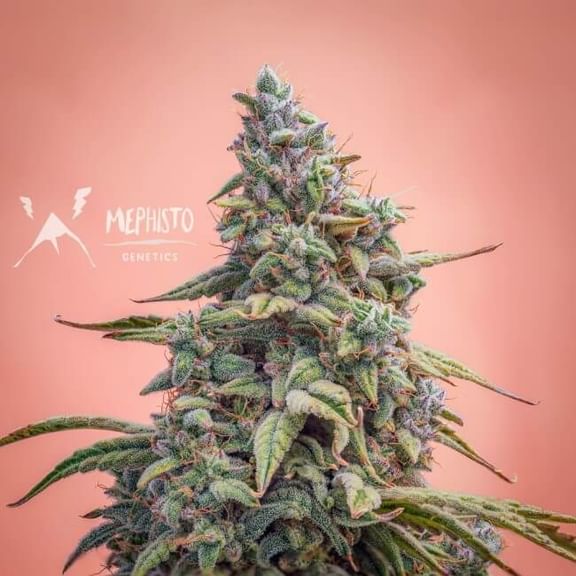 Canna-Cheese CBD 1:1 Auto Feminised Seeds-MEPH-CCH-CBD-AUTO-FEM