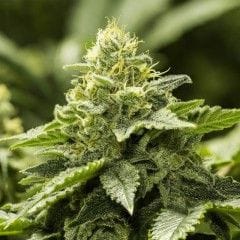 Viper Haze Feminised Seeds - 6-MOX-032-F6