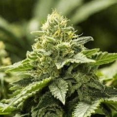 Viper Haze Feminised Seeds - 6-MOX-032-F6