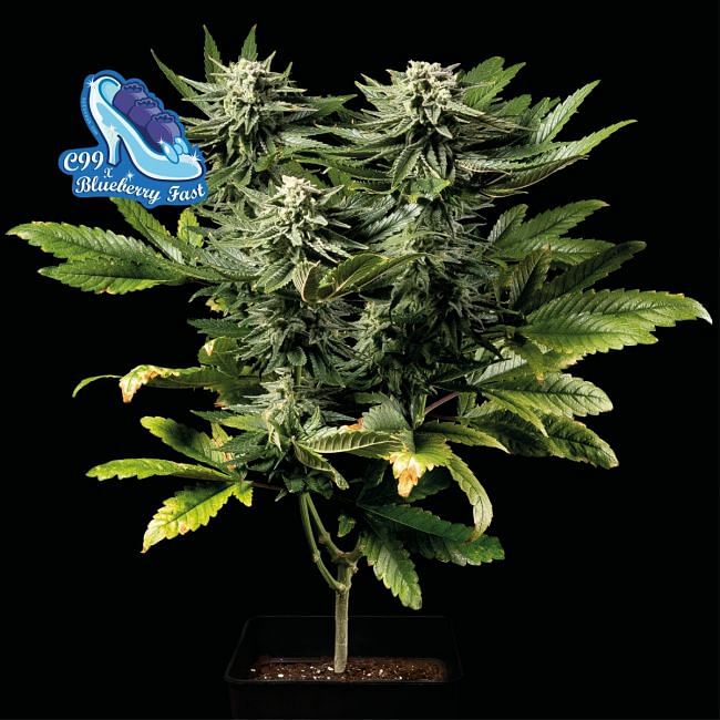 C99 feminized seeds for sale - Herbies