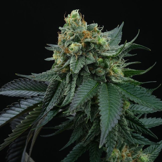Lime Ozz Feminised Seeds - 6-PTS-LOZ-FEM-6